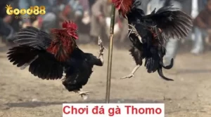 Đá Gà Thomo