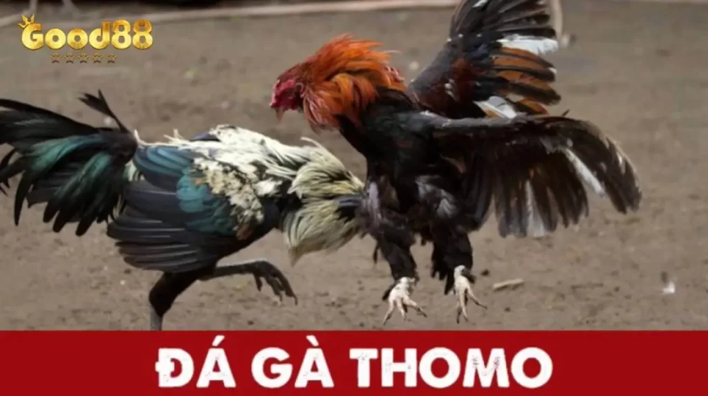 Tìm hiểu đá gà trực tiếp Thomo là gì?