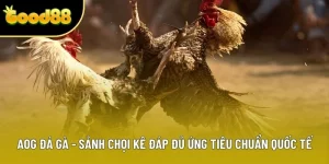 AOG Đá Gà - Sảnh Chọi Kê Đáp Đủ Ứng Tiêu Chuẩn Quốc Tế 2025