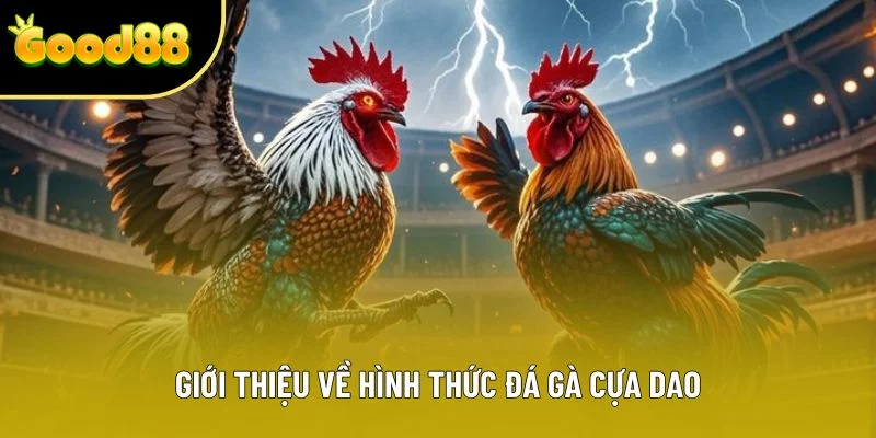 Giới thiệu về hình thức đá gà cựa dao Giới thiệu về hình thức đá gà cựa dao