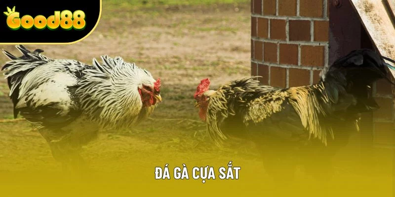 Đá Gà Cựa Sắt: Theo Dõi Trực Tuyến 24/7 Với Hình Ảnh Full Hd