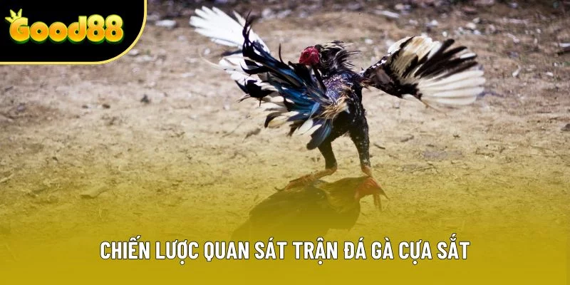 Chiến lược quan sát trận đá gà cựa sắt