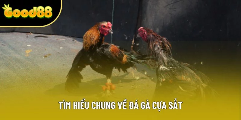 Tìm hiểu chung về đá gà cựa sắt