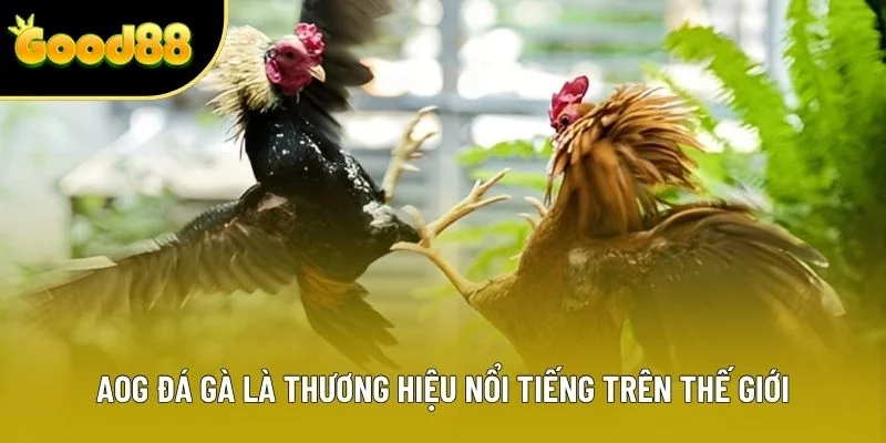 AOG đá gà là thương hiệu nổi tiếng trên thế giới AOG đá gà là thương hiệu nổi tiếng trên thế giới