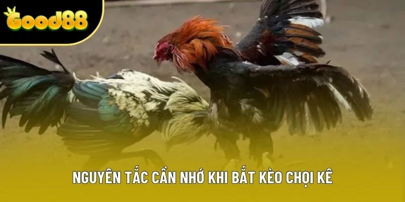 Nguyên tắc cần nhớ khi bắt kèo chọi kê Nguyên tắc cần nhớ khi bắt kèo chọi kê