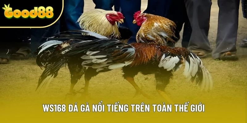 WS168 đá gà nổi tiếng trên toàn thế giới