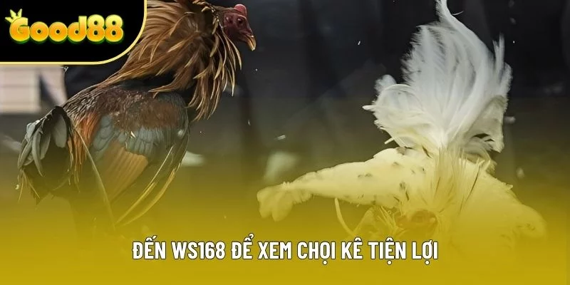 Đến WS168 để xem chọi kê tiện lợi